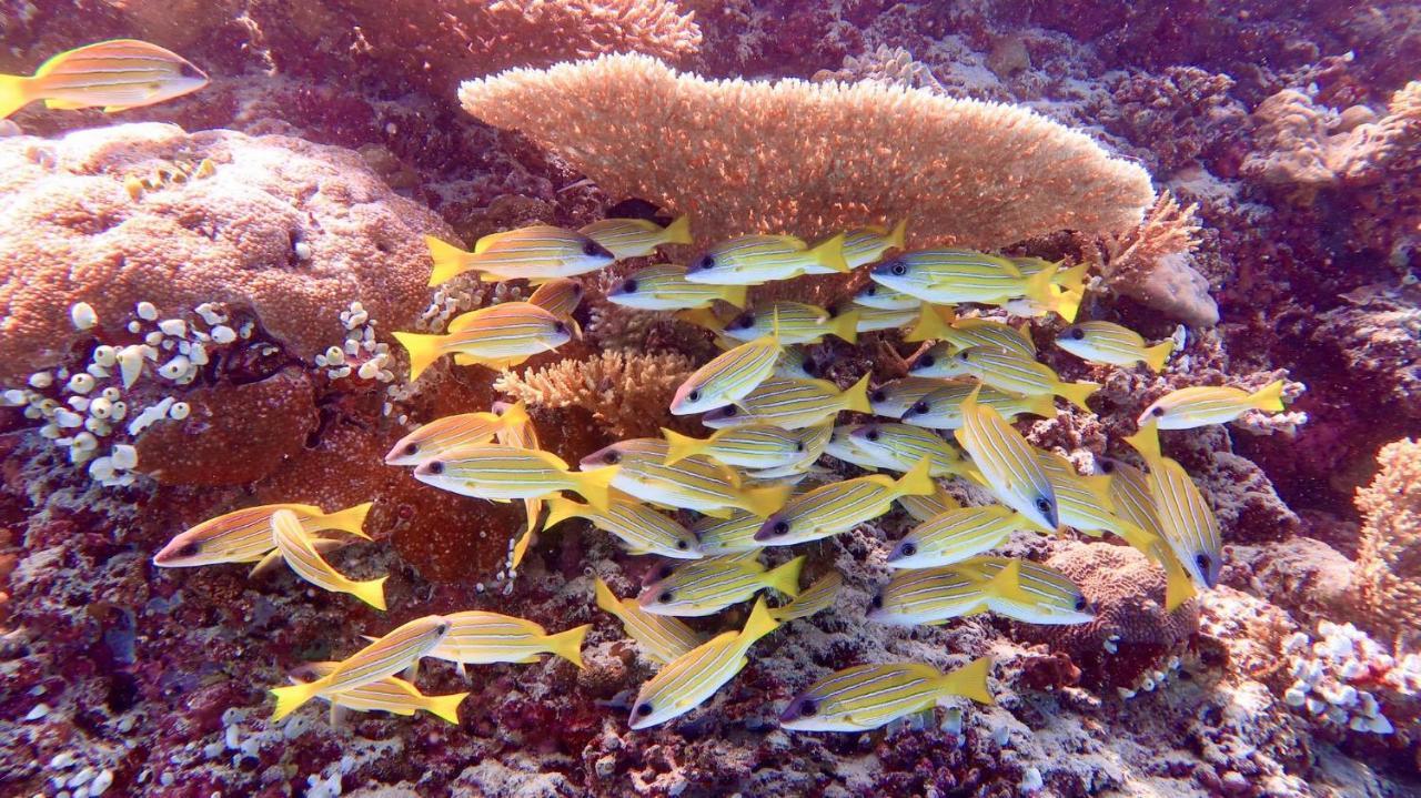 Wow Inn Keyodhoo Keyodhoo  Eksteriør bilde